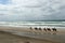 Danish horses on the beach