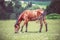 Danish Knabstrupper horse grazes in a meadow