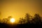 Danish sunset above a forest with clear yellow sky