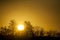 Danish sunset above a forest with clear yellow sky