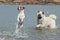 Danish Swedish farm dog and Eurasian puppy  playing in the sea