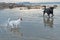 Danish-Swedish farm dog and a Rottweiler in water