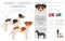 Danish swedish farmdog clipart. Different poses, coat colors set