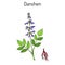 Danshen Salvia miltiorrhiza , called also chinese sage, medicinal plant