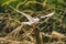 Danube Delta birds, the Arctic Tern - Sterna Paradisaea landing on a stump of wood