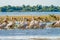 Danube Delta common sight the Pelican colony on Fortuna Lake