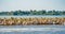 Danube Delta common sight the Pelican colony on Fortuna Lake