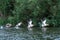 Danube Delta Dunarii Romania wildlife nature birds natural life pelicans