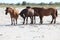 Danube Delta Horses