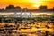 Danube Delta, Romania. Pelicans at sunrise