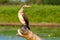 Danube Delta wildlife bird closeup Cormorant