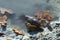 Danube or Galician crayfish on the beach of a lake