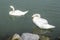 Danube Serenity: Mute Swans in Vienna