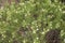 Daphne gnidium plant in bloom