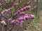 Daphne mezereum, Mezereon- pink flowers in spring.