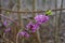 Daphne mezereum pink blossom in garden early spring nature