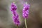 Daphne mezereum plant blooming