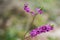 Daphne mezereum plant blooming