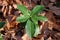 Daphne pontica - wild plant