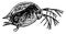 Daphnia Pulex Water Flea, vintage illustration