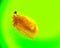 Daphnia, a small planktonic crustacean