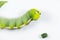 Daphnis nerii, Pupa Stage or Chrysalis Stage.