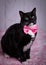 Dapper cute cat with pink bow tie