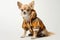 Dapper dog: Chihuahua in suit on white studio backdrop