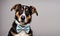 Dapper dog elegance: Canine charm in a stylish bow tie