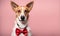 Dapper dog elegance: Canine charm in a stylish bow tie