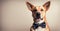 Dapper dog elegance: Canine charm in a stylish bow tie