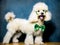 A Dapper Poodle Ready for St. Patrick\\\'s Day