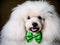 A Dapper Poodle Ready for St. Patrick\\\'s Day