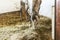 Dapple gray horse eating hay at corral indoors. Alone sad animal having food at farm