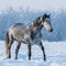 Dapple gray horse on the snowy field