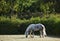 Dapple gray Percheron Draft Horse grazing in meadow