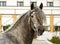 Dapple-grey Andalusian horse portrait