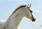 Dapple-grey Andalusian horse portrait