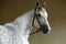 Dapple-grey Andalusian horse portrait indoor