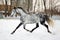 Dapple-grey arabian horse on snow field