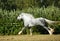 Dapple grey drum horse stallion runs