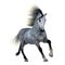 Dapple Grey Horse