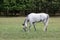 Dapple-grey Horse with Shaded Eyes on a Meadow, Czech Republic, Europe