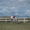 Dapple grey horse in sports harness is eating grass in corral farm