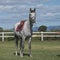 Dapple grey horse in sports harness stands in corral farm