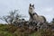 Dapple grey horse standing in Irish nature