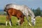 Dapple-grey mare and bay foal