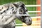 Dapple grey miniature horse at fence