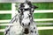 Dapple grey miniature horse at fence outdoors