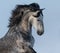 Dapple-grey Spanish horse - portrait in motion